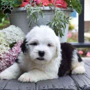 Kasper – 1 Blue eye, Old English Sheepdog Puppy